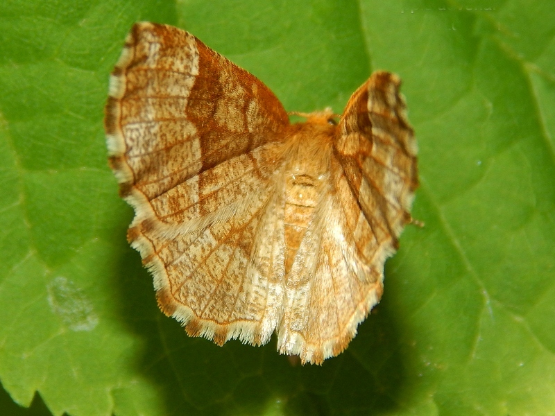 Cepphis advenaria